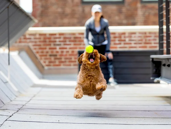 Miniature Golden Doodle Playing Fetch Roof Building Manhattan New York — Stock Photo, Image