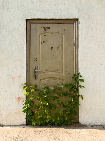 Zamkniętych Drzwi Domu Progu Zarośnięte Bush — Zdjęcie stockowe