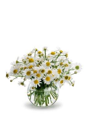 Çayır papatya sından buket