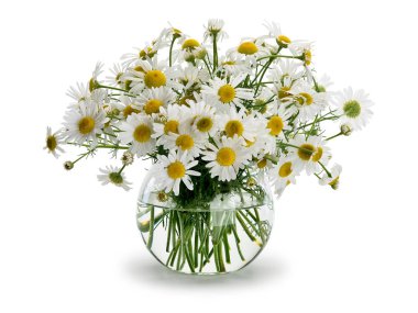 Çayır papatya sından buket