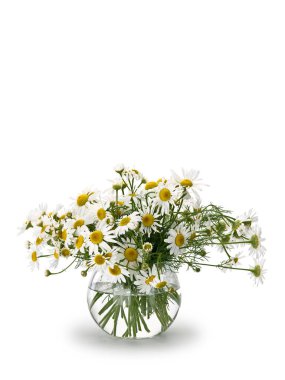 Çayır papatya sından buket