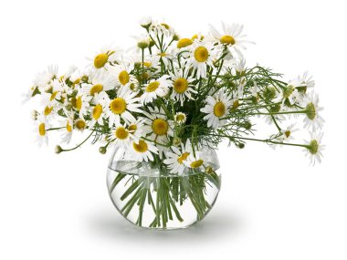 Çayır papatya sından buket