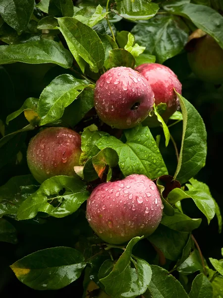 Maçãs em ramo de uma árvore da maçã depois da chuva — Fotografia de Stock