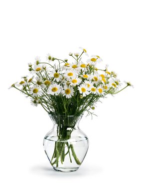 Çayır papatya sından buket