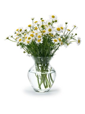 Çayır papatya sından buket