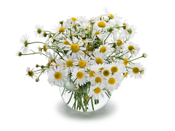 Çayır papatya sından buket