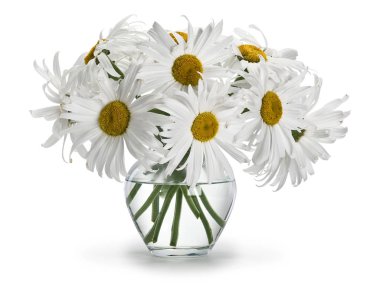 büyük bahçe papatya buket