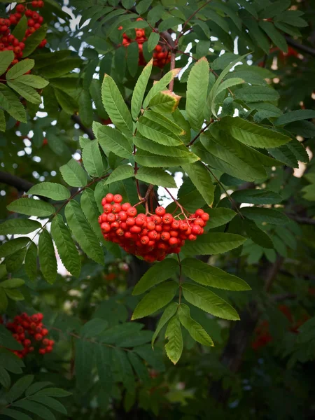 Rote und reife Bergasche auf Baum — Stockfoto