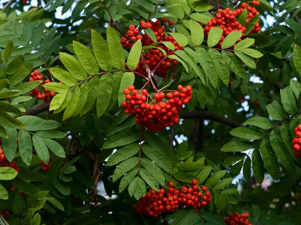 Rote und reife Bergasche auf Baum — Stockfoto