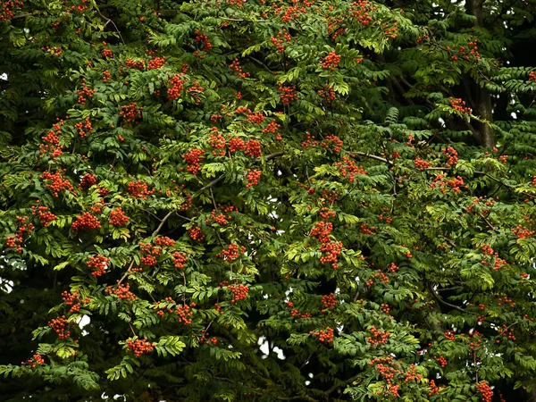 Red and ripe mountain ash on tree — Stock Photo, Image