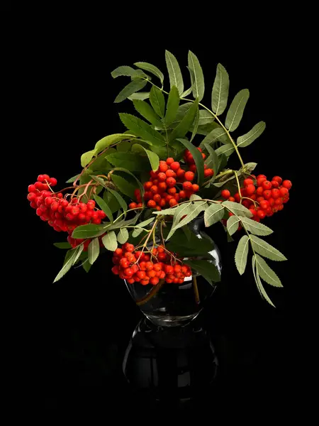 Bouquet from clusters of a red mountain ash — Stock Photo, Image