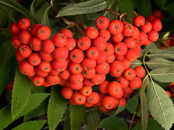 Cluster of red mountain ash — Stock Fotó