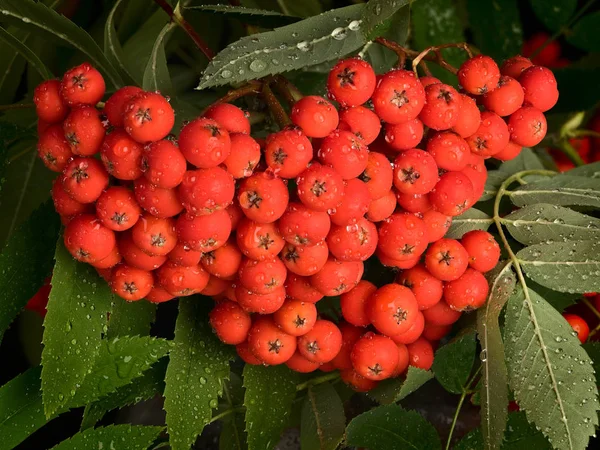 Cluster of red mountain ash — Stock Photo, Image