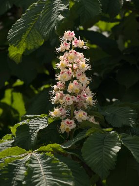 İlkbaharda kestane dallarında enfeksiyon