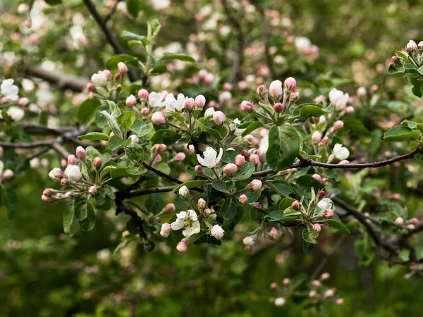 Close Spring Flowers Apple Tree Branches — Stock Photo, Image