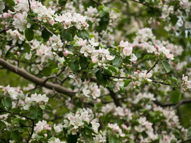 Elma dallarında bahar çiçekleri