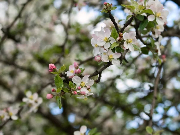 Close Spring Flowers Apple Tree Branches — Stock Photo, Image