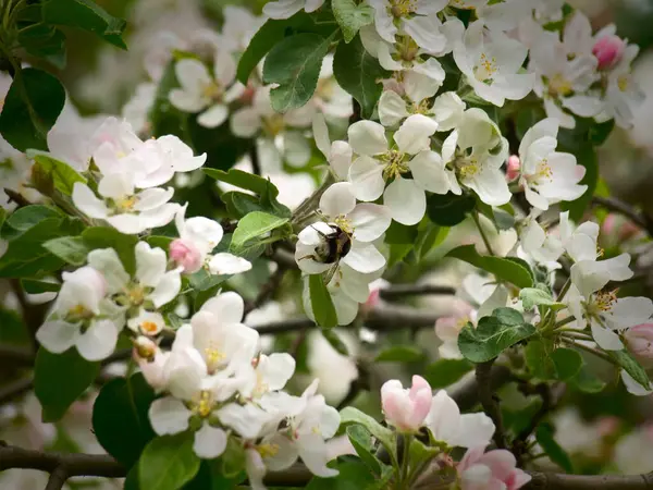 Bumblebee Pollinating Flowers Apple Tree Spring — Stock Photo, Image