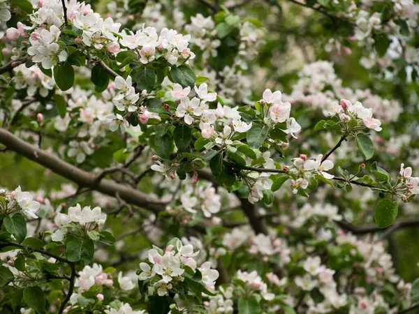 Spring Flowers Apple Tree Branches — Stock Photo, Image