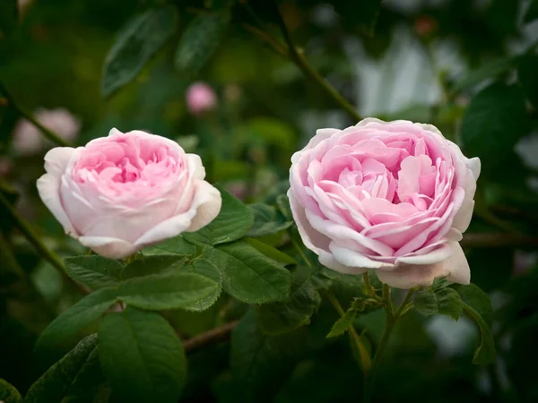 Dwa Pąki Róży Herbaty Odprawione Krzakach Zdjęcie Stockowe