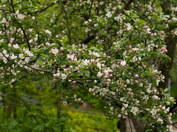 Spring Flowers Apple Tree Branches — Stock Photo, Image