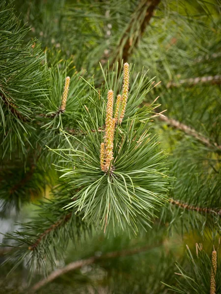 Jeunes Aiguilles Sur Les Branches Pin Printemps — Photo