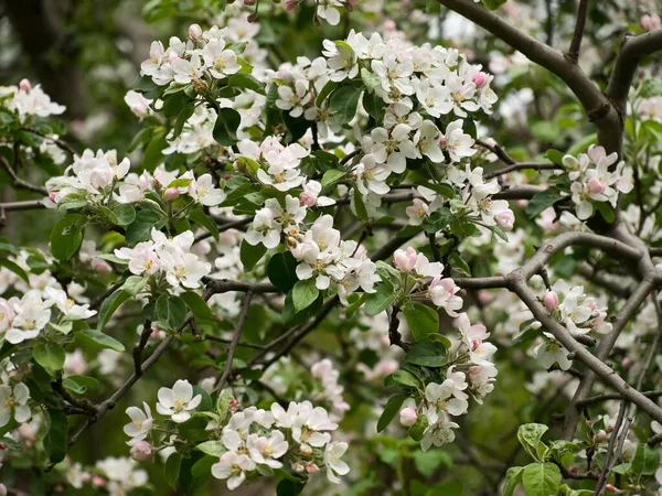 Spring Flowers Apple Tree Branches — Stock Photo, Image