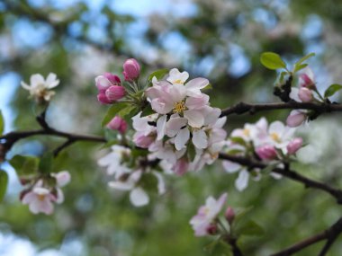 Elma ağacı dallarına yakın bahar çiçekleri