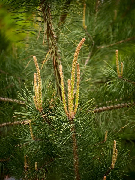春に松の枝に若い針 — ストック写真