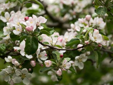 Elma ağacı dallarına yakın bahar çiçekleri