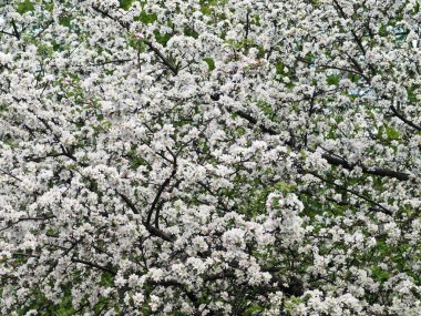 Elma dallarında bahar çiçekleri