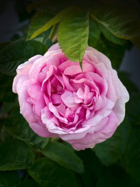 Çayın goncası çalıların üzerinde