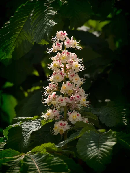 Infiorescenza Rami Castagno Primavera — Foto Stock