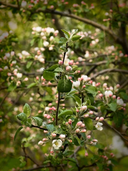 Nahaufnahme Frühlingsblumen Auf Ästen Von Apfelbäumen — Stockfoto