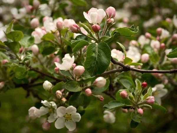 Close Spring Flowers Apple Tree Branches — Stock Photo, Image