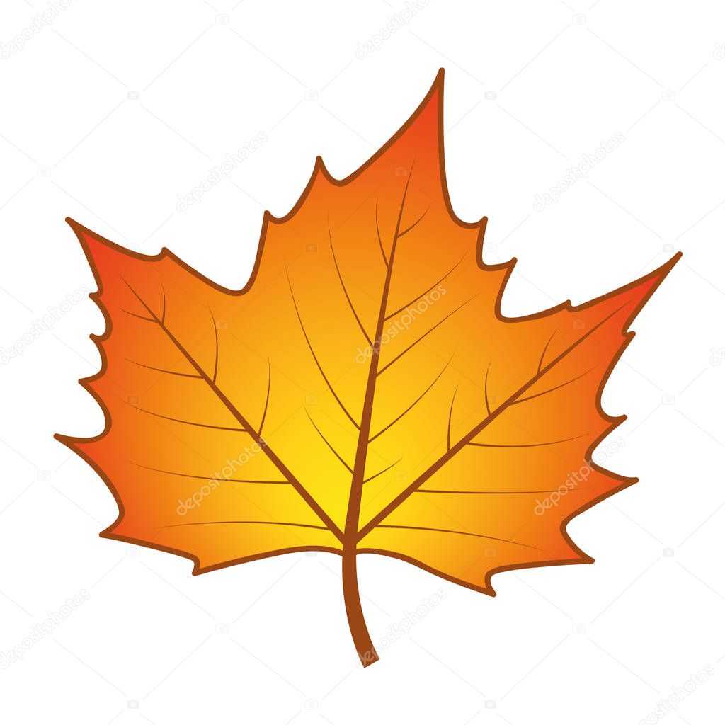 isolated orange autumn leaf