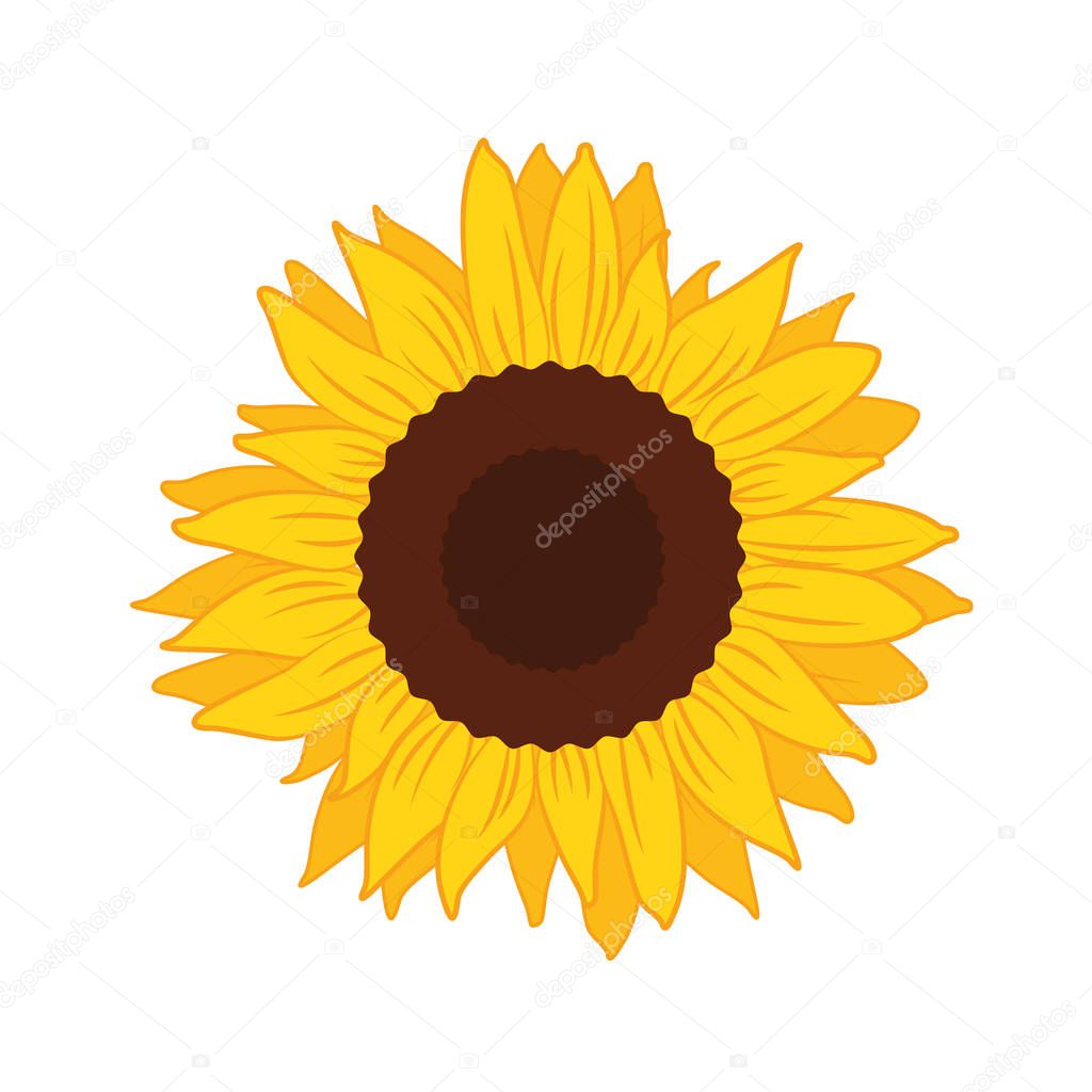 beautiful yellow Sunflower bloom vector illustration