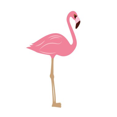 Pembe flamingo beyaz arkaplanda izole edildi