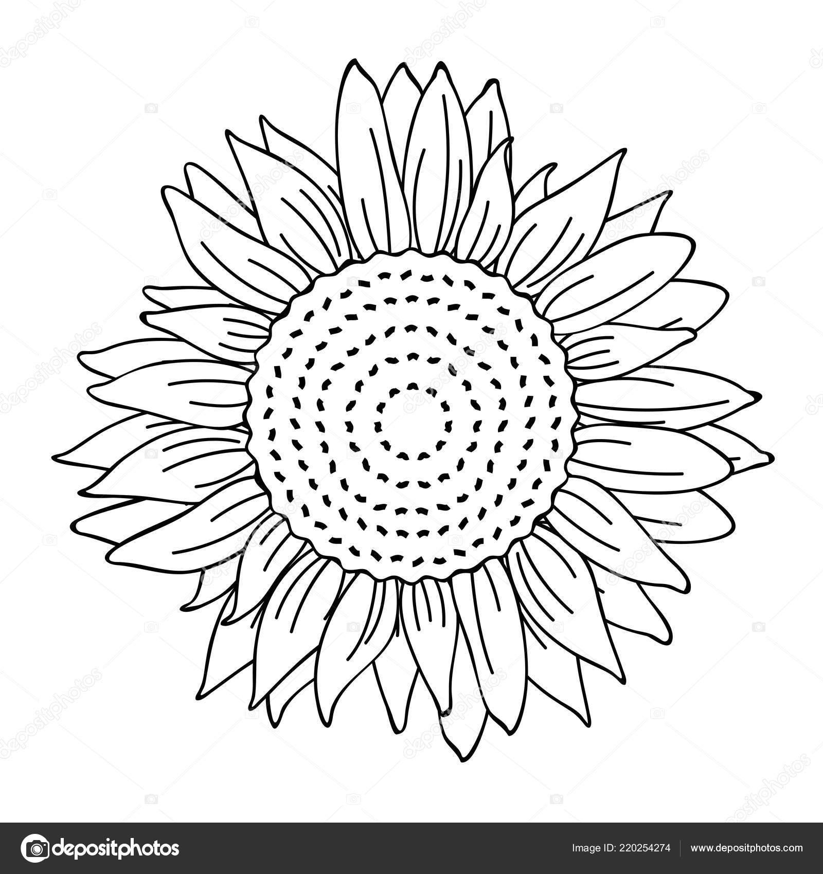 Drawing, outline flower, white, sunflower png | PNGEgg