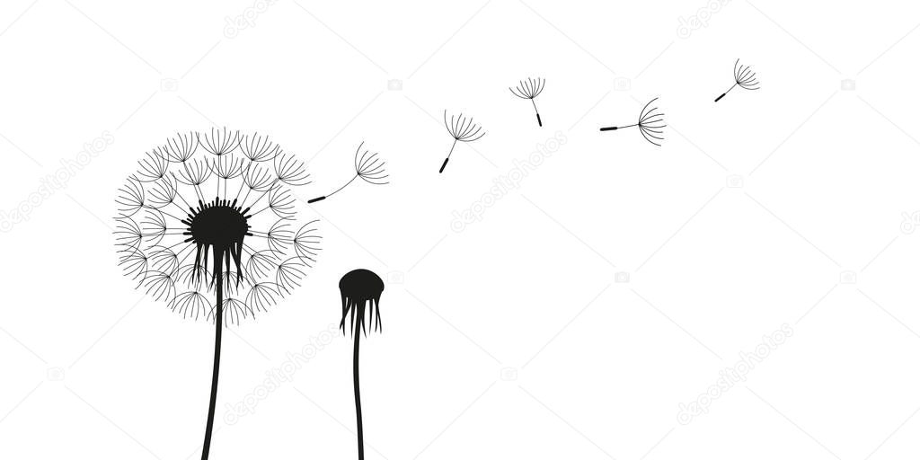 dandelion silhouette with flying seeds isolated on white background