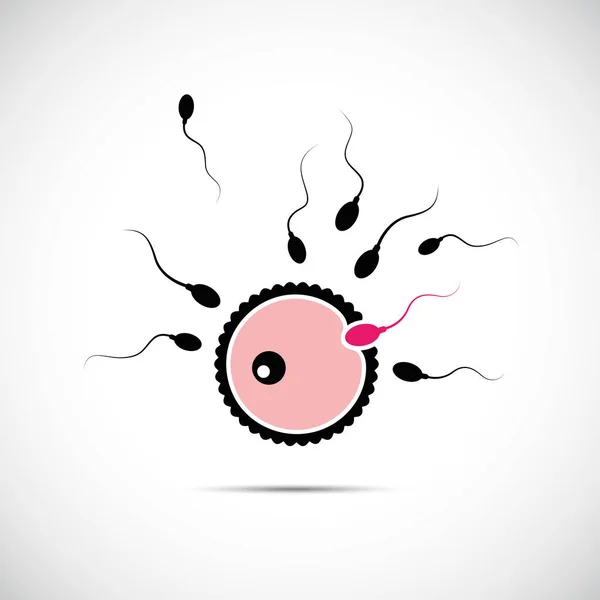 卵细胞和精子的繁殖粉红色 — 图库矢量图片
