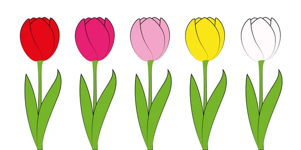 Rysunek Tutorial Jak Narysować Tulipana Grafika Wektorowa