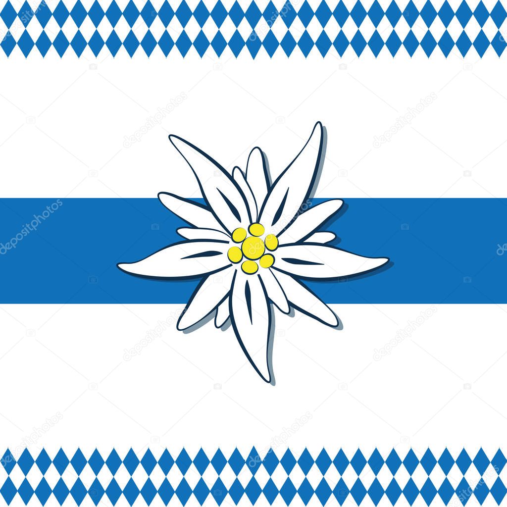 edelweiss flower with blue and white pattern background