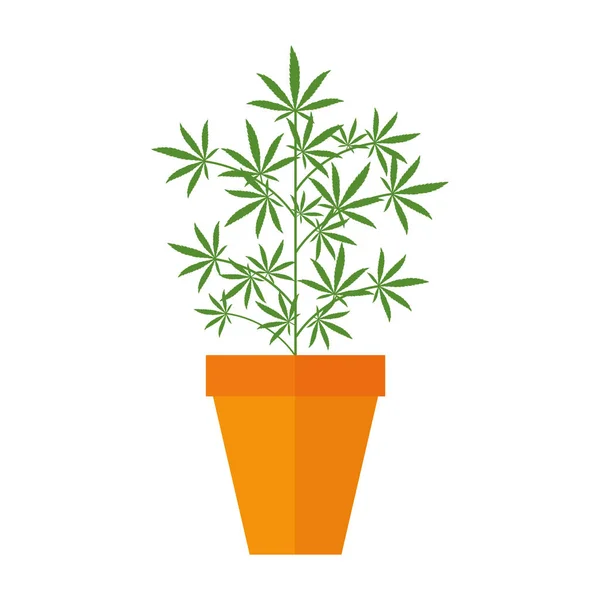 Marihuanu rostlin konopí v květináč — Stockový vektor