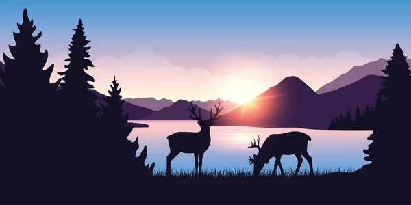 Two moose graze by the river in the forest at sunrise — Stock Vector