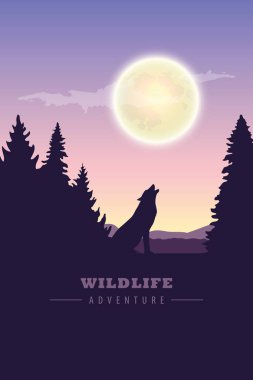 Vahşi doğada vahşi yaşam macera kurdu dolunayda uluyor.