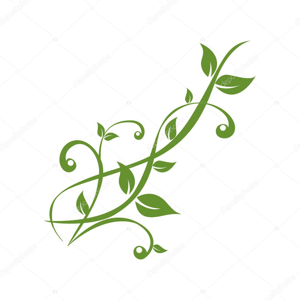green plants tendril on white background