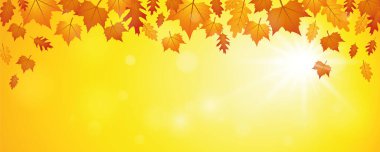 Güneşli arka planda düşen sonbahar yaprakları