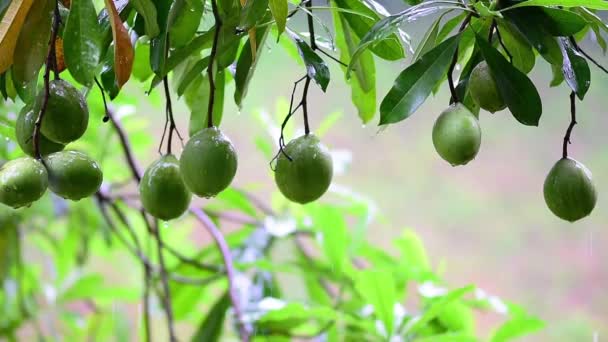 Selbstmordbaum Den Regentropfen Mit Grünem Naturhintergrund Nahaufnahme Naturaufnahmen Der Regenzeit — Stockvideo