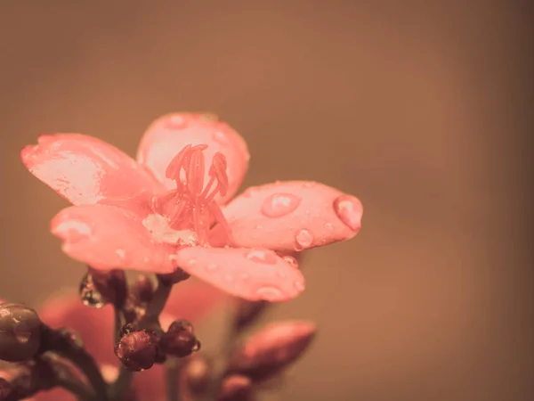 Fiori Rossi Astratto Sfondo Natura Morbida — Foto Stock